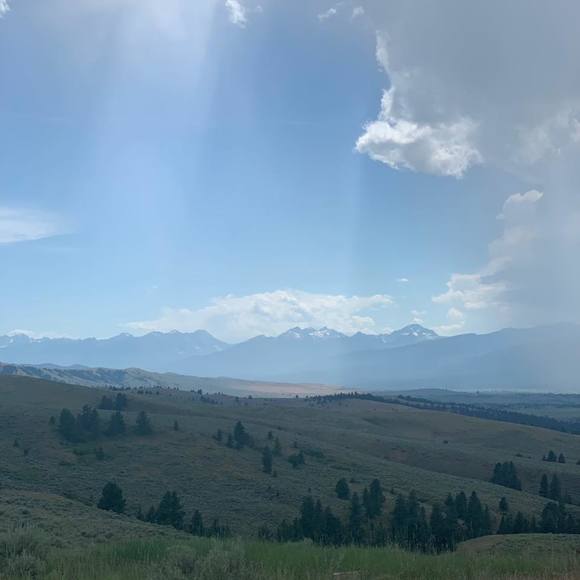 Meet your Posher, Bee - Picture 1 of 1